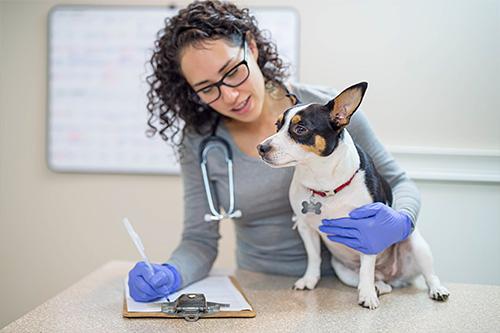 Pet Health Assessment