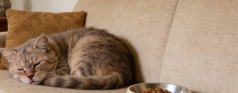 Behavioral changes in cats with CDS